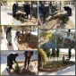 آیین روز درختکاری و کاشت نهال درمحوطه آموزشکده دختران نجف آباد  برگزار شد