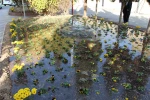 آیین روز درختکاری و کاشت نهال درمحوطه آموزشکده دختران نجف آباد  برگزار شد 3